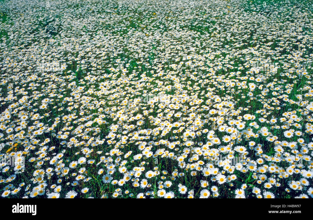 Lush blossoming ox-eye daisy meadow, mountainside, Leucanthemum vulgare Stock Photo