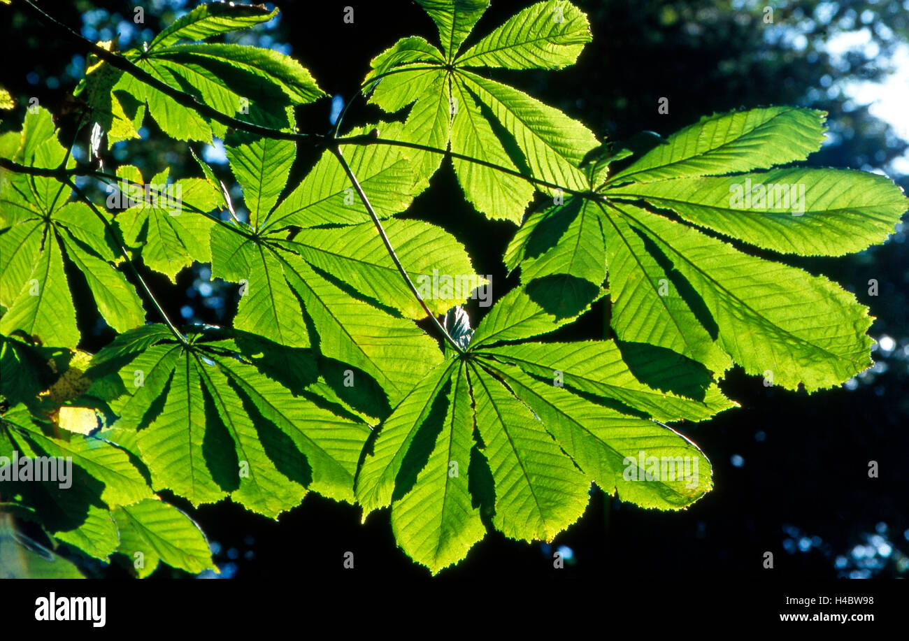Foliage of the horse chestnut with sunrays Stock Photo