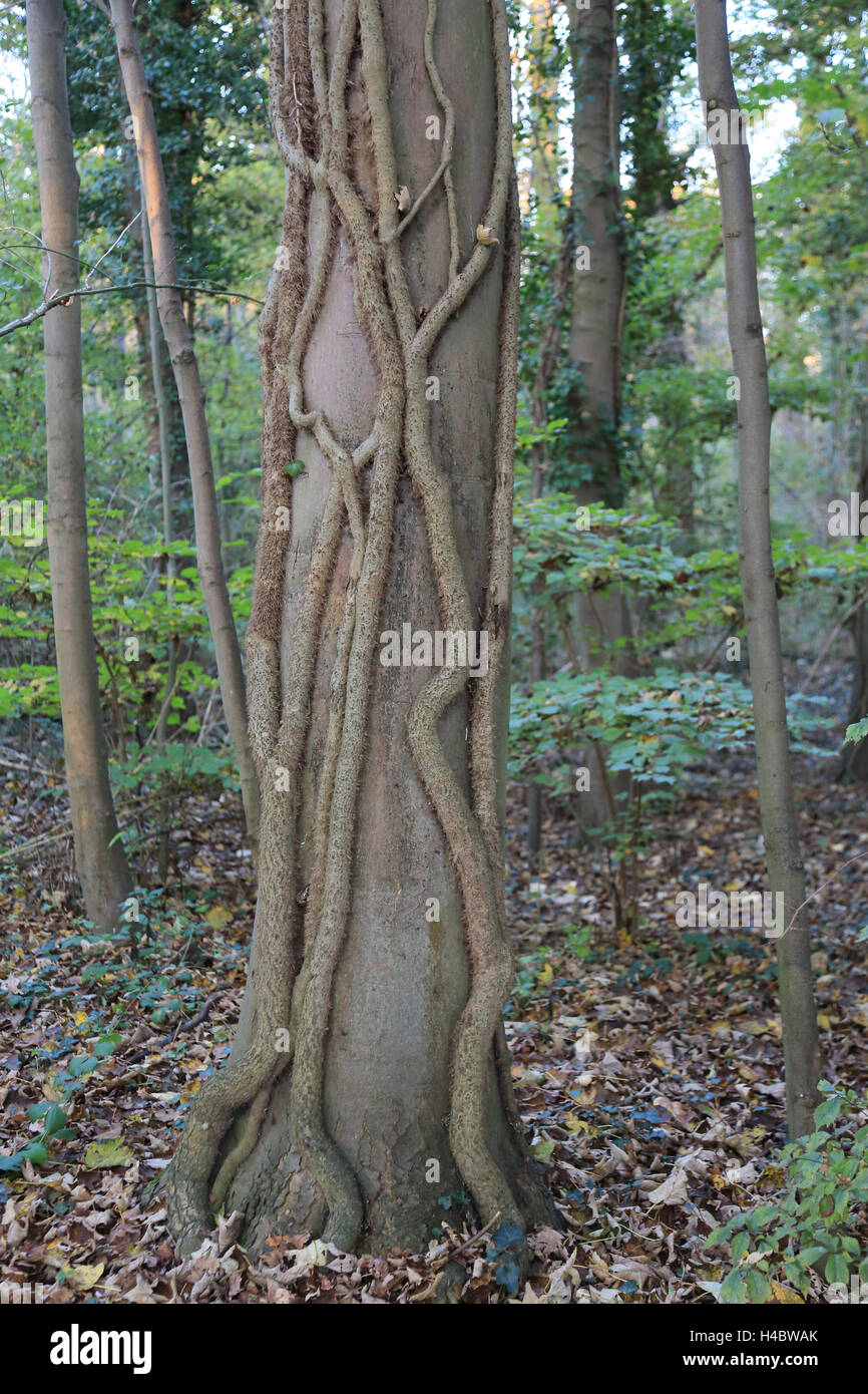 Tree with ivy roots Hedera helix Stock Photo