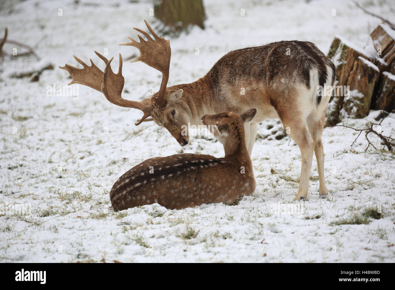 Fallow deer couple in winter, Dama dama Stock Photo
