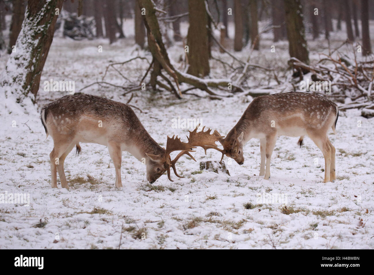 Fallow deer, rut in the snow, Dama dama Stock Photo