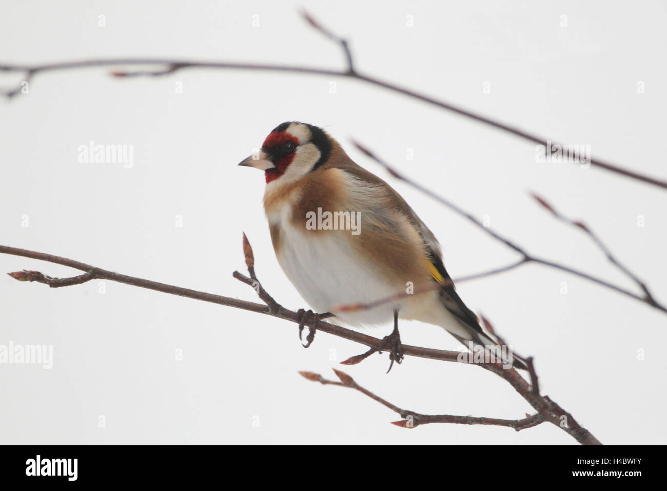 Goldfinch perching on branch, winter, Carduelis carduelis Stock Photo