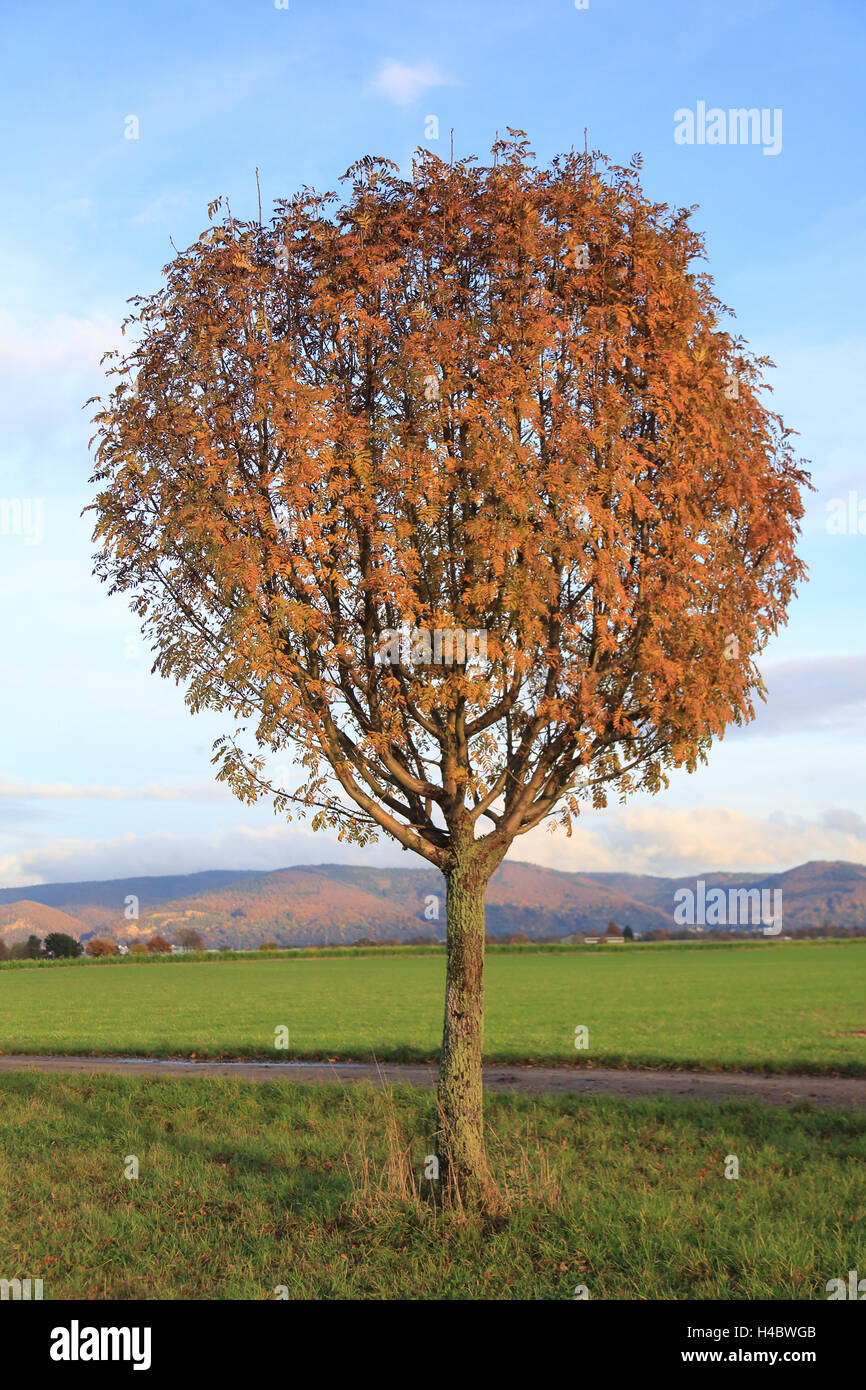 Rowan Sorbus aucuparia Stock Photo