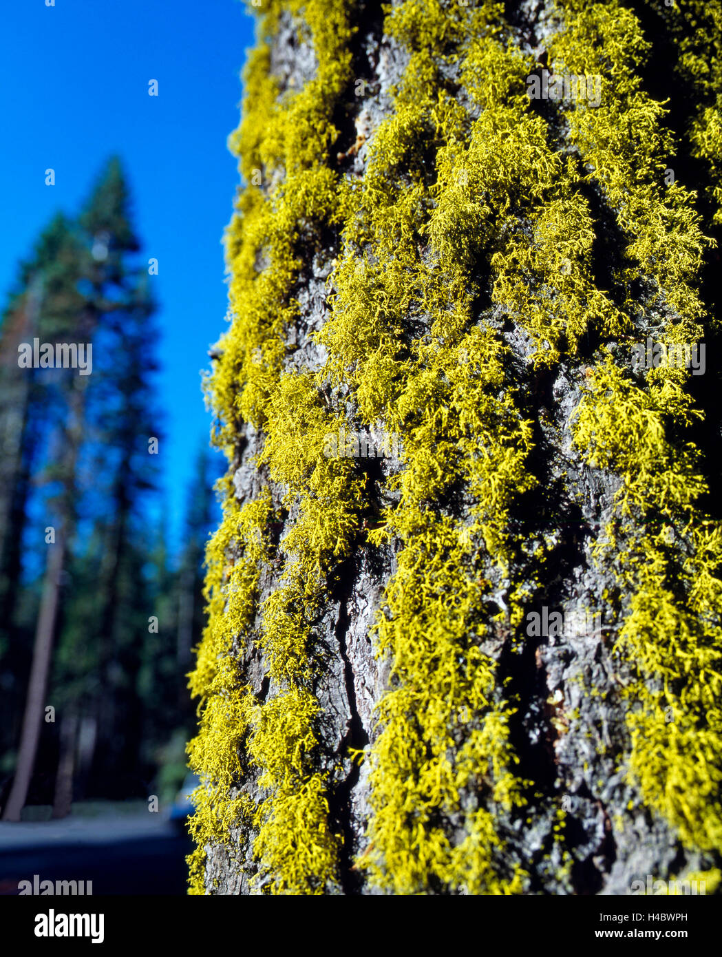 Ponderosa pine, Pinus ponderosa, tunks, tree trunks, no branches at the bottom, mosses, lichens, gigantic growth, Sierra Nevada, USA Stock Photo