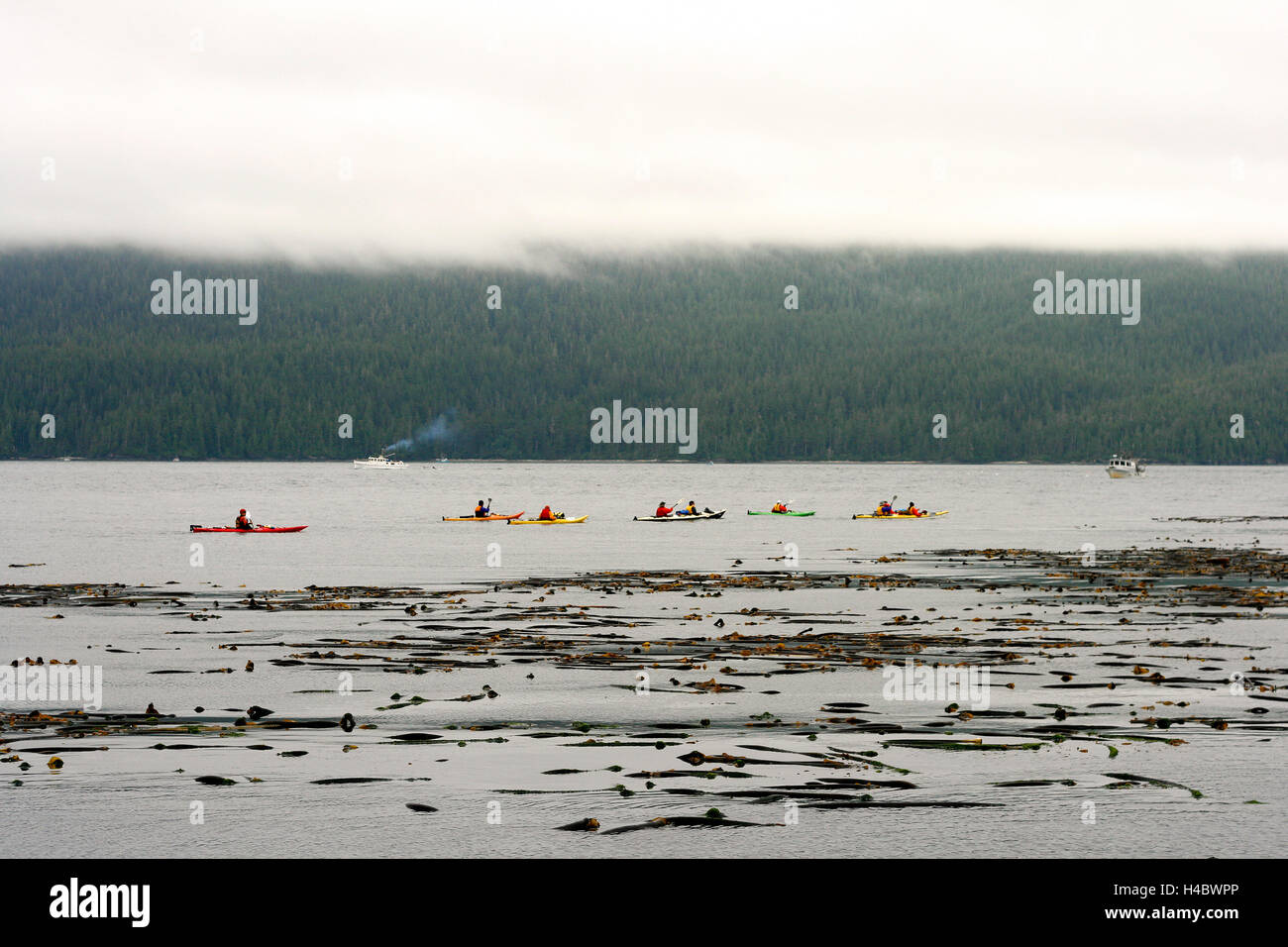 Kayaks in Johnstone strait. Vancouver island. British Columbia. Canada