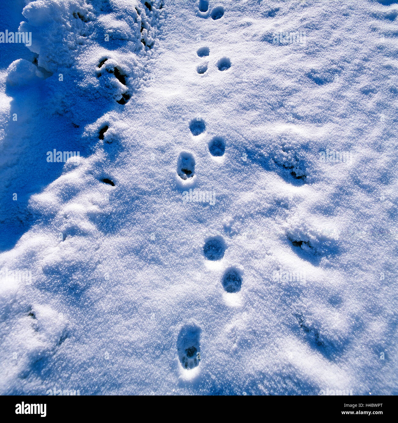 Game tracks, animal tracks, domestic wild animals, marking, fresh snowfall, winter landscape Stock Photo