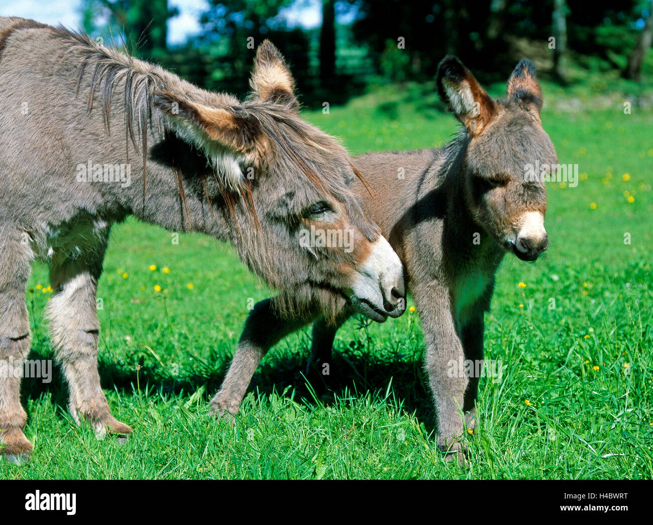 Donkey mare leading foal for grazing, summery pasture Stock Photo