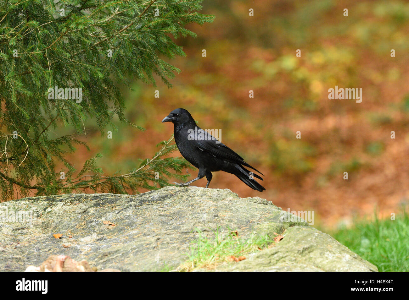 Carrion crow, Corvus corone, rocks, side view, standing Stock Photo