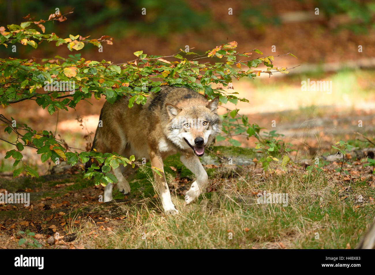 Wolf, Canis lupus, forest, head-on, standing, looking at camera Stock Photo