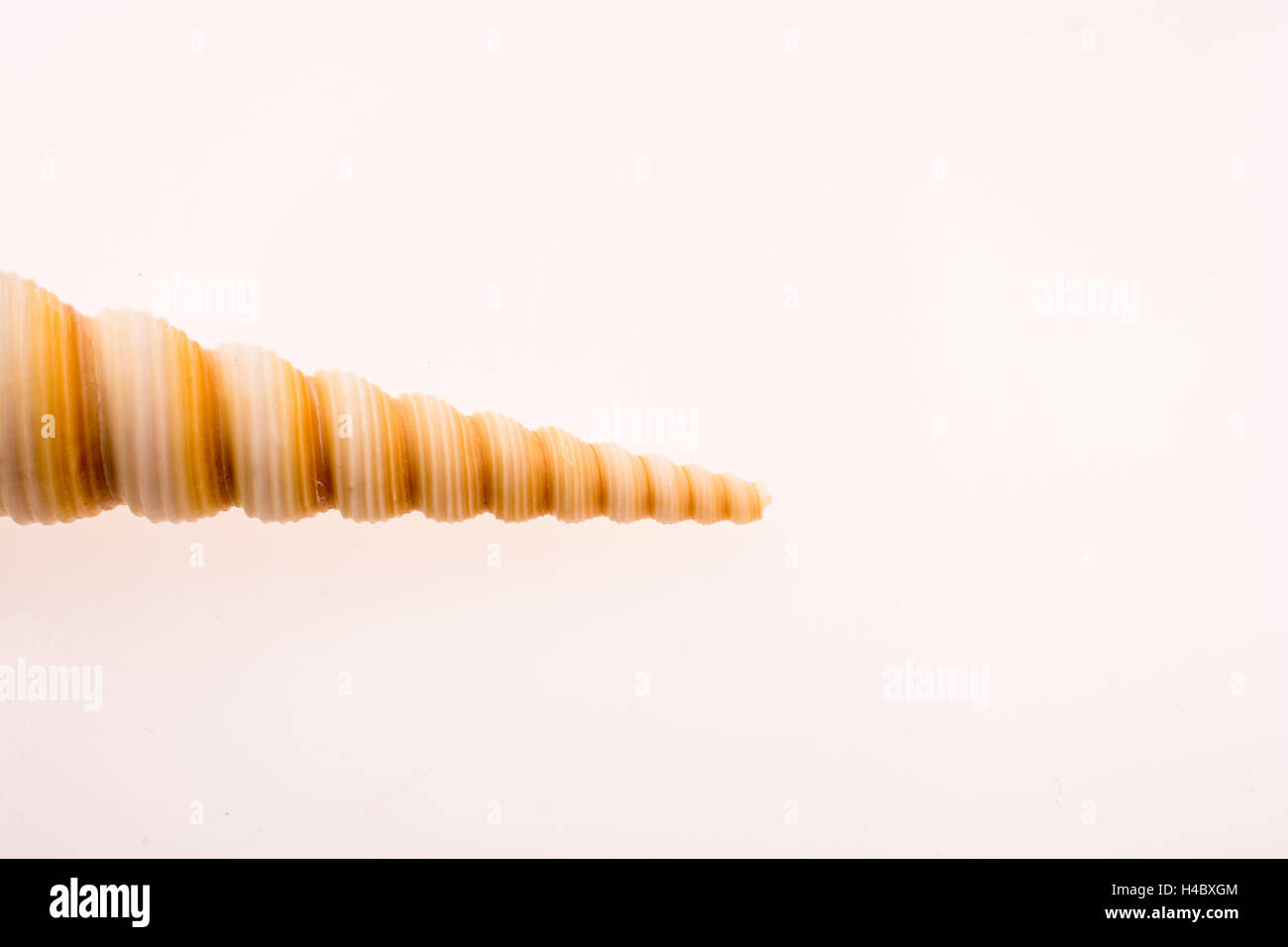 Beautiful sea shell on a white background Stock Photo - Alamy