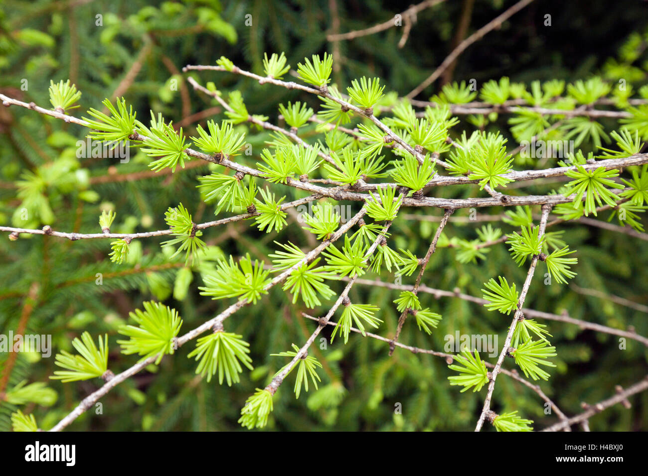 young light green larch needles Stock Photo