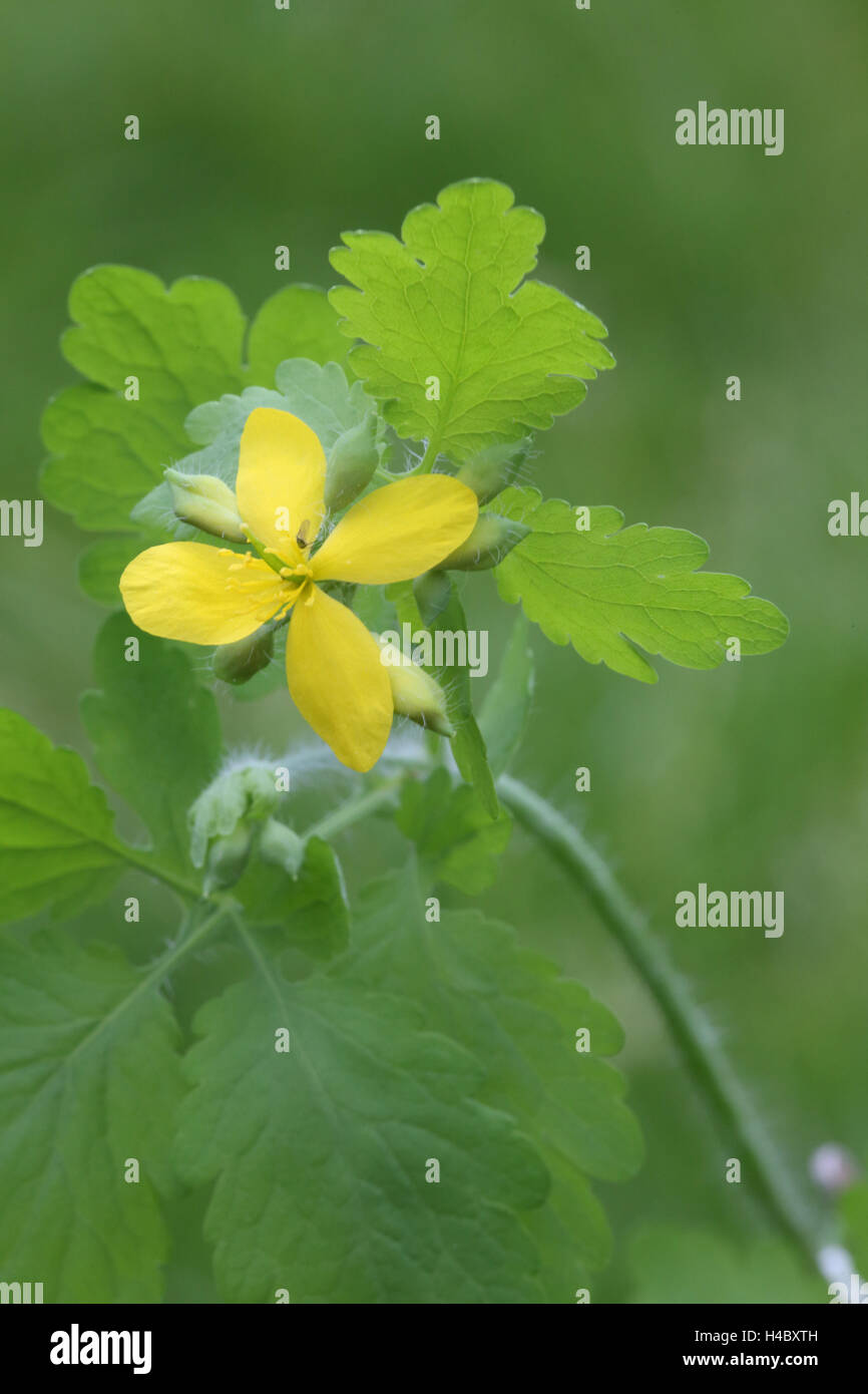 Field mustard, Sinapis arvensis Stock Photo Alamy