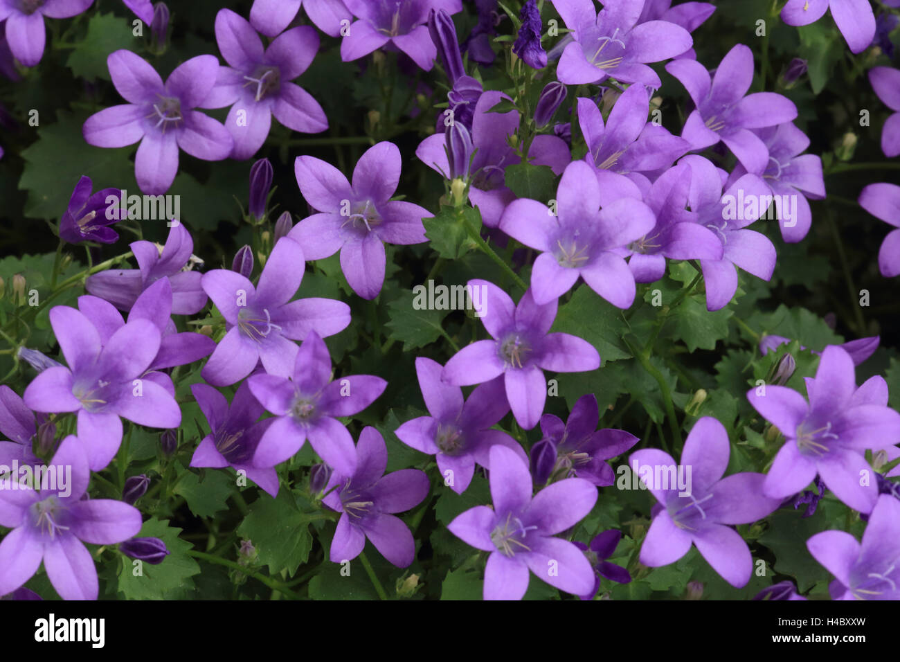 Bellflower (Campanula) Stock Photo