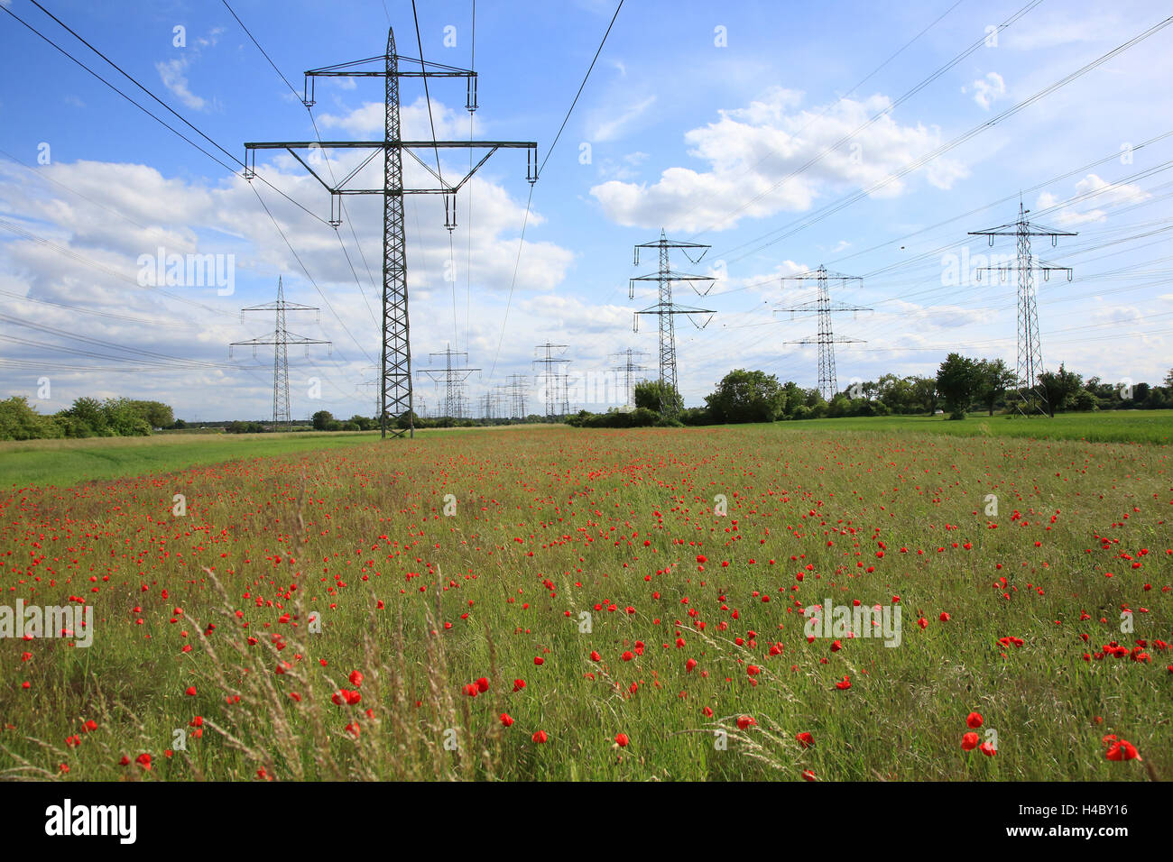 Poppy field with high-tension power lines Papaver rhoeas Stock Photo