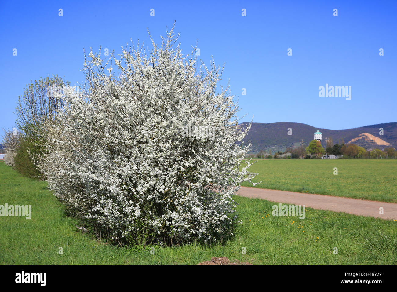 Blackthorn, sloe, Prunus spinosa Stock Photo