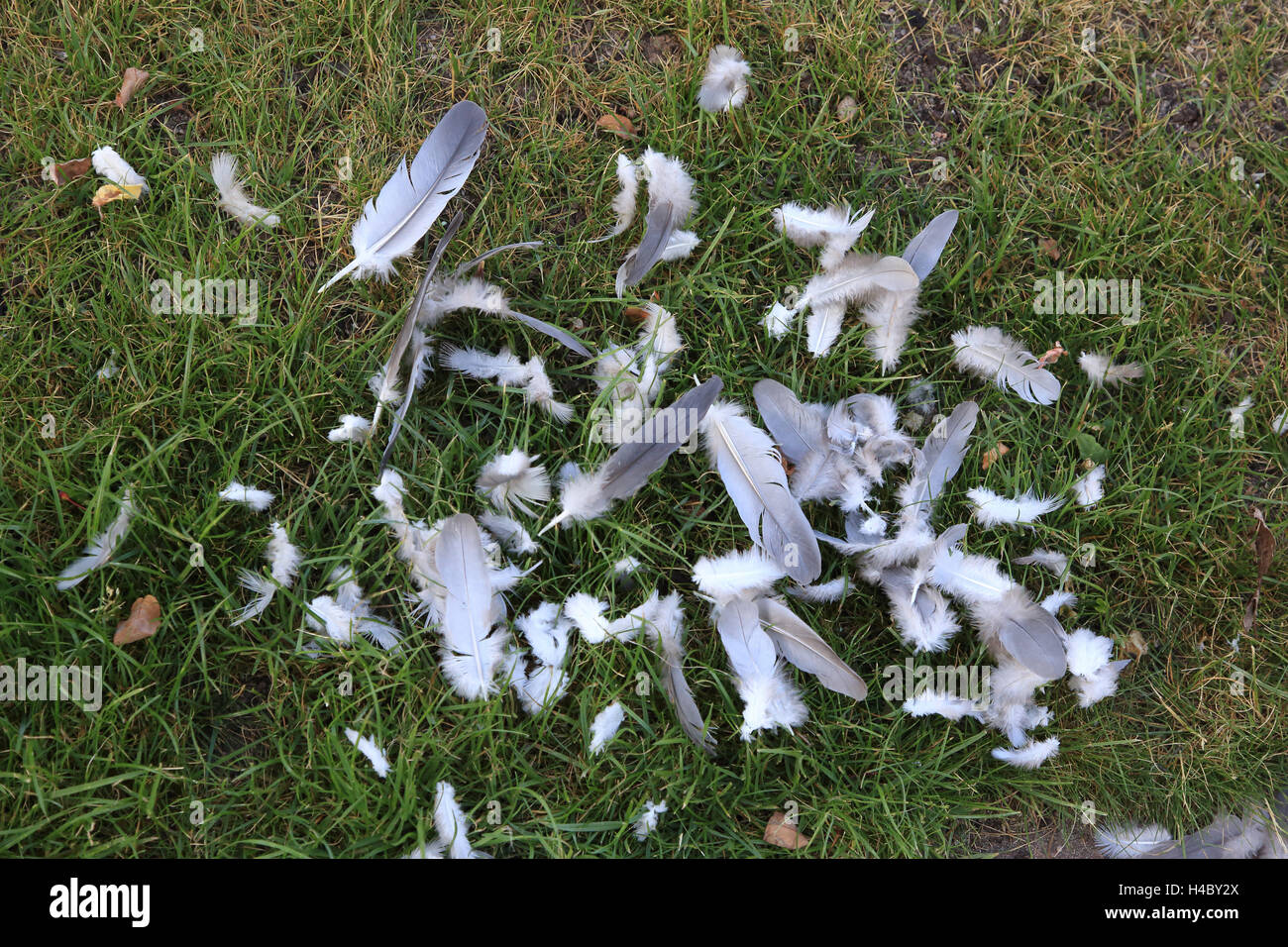 Sparrow hawk, plucking space, feathers of a collared dove Accipiter nisus Stock Photo