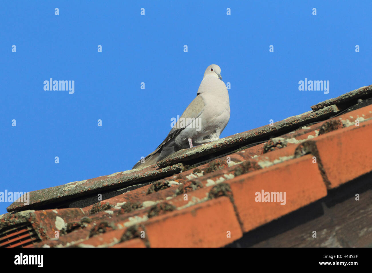 Collared dove courting Streptopelia decaocto Stock Photo Alamy