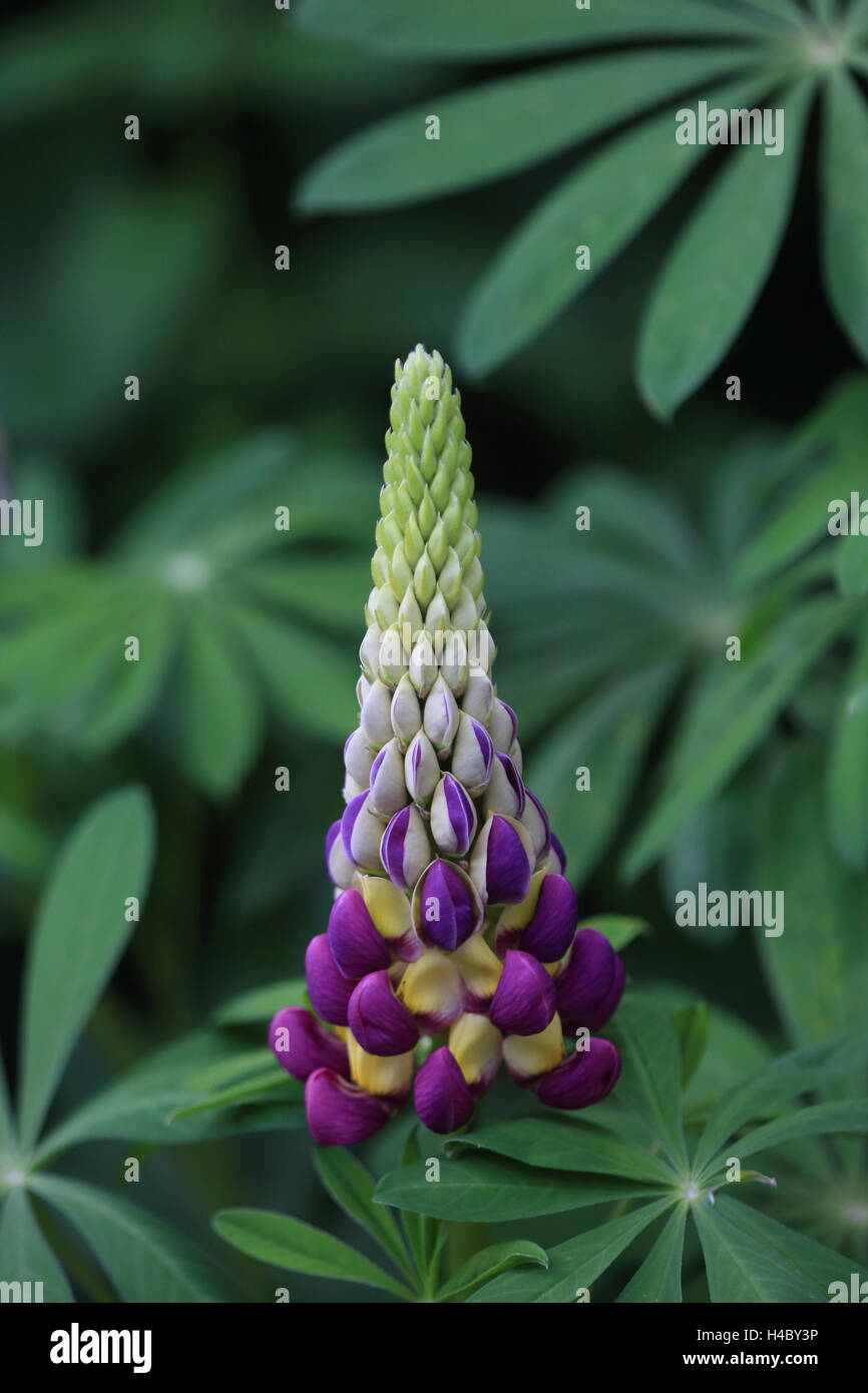 Large-leaved lupin, Lupinus polyphyllus Stock Photo