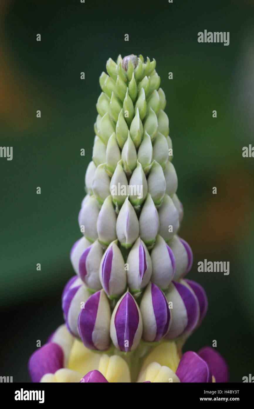 Large-leaved lupin, Lupinus polyphyllus Stock Photo