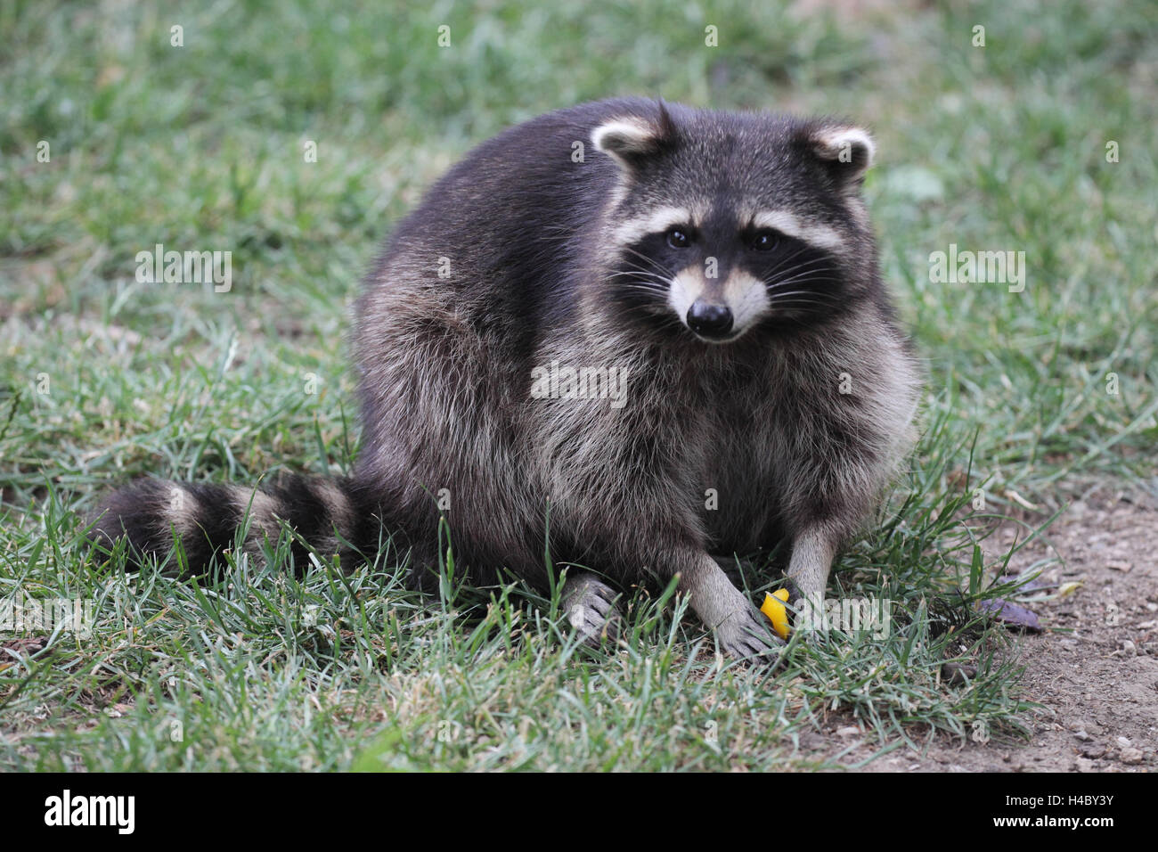 Racoon Racoon High Resolution Stock Photography and Images - Alamy