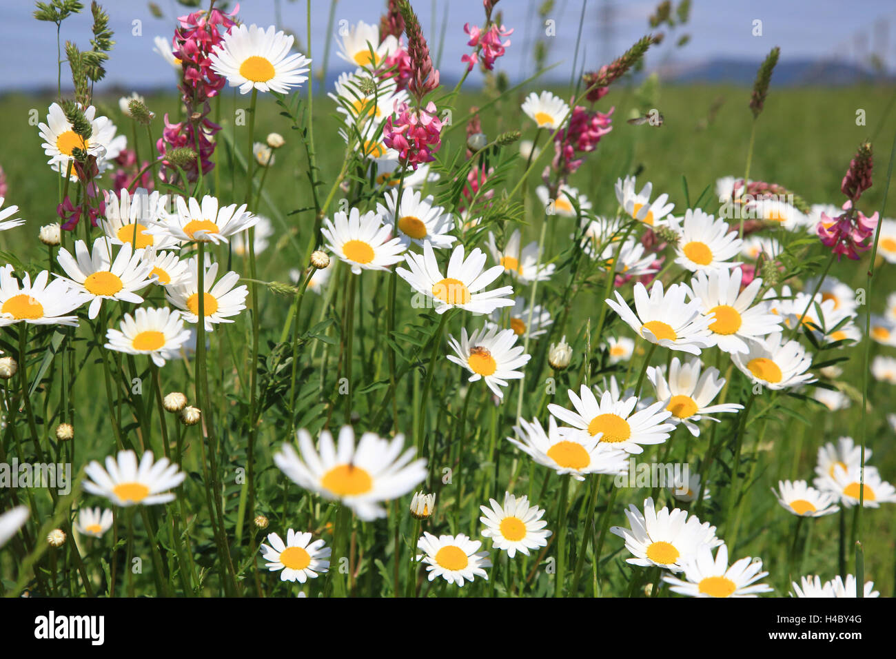 Meadow with ox-eye daisies, Chrysanthemum leucanthemum Stock Photo