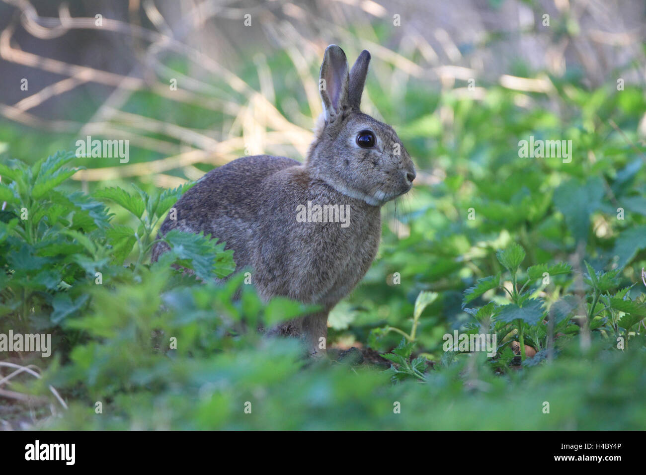 Common rabbits, Oryctolagus cuniculus Stock Photo - Alamy
