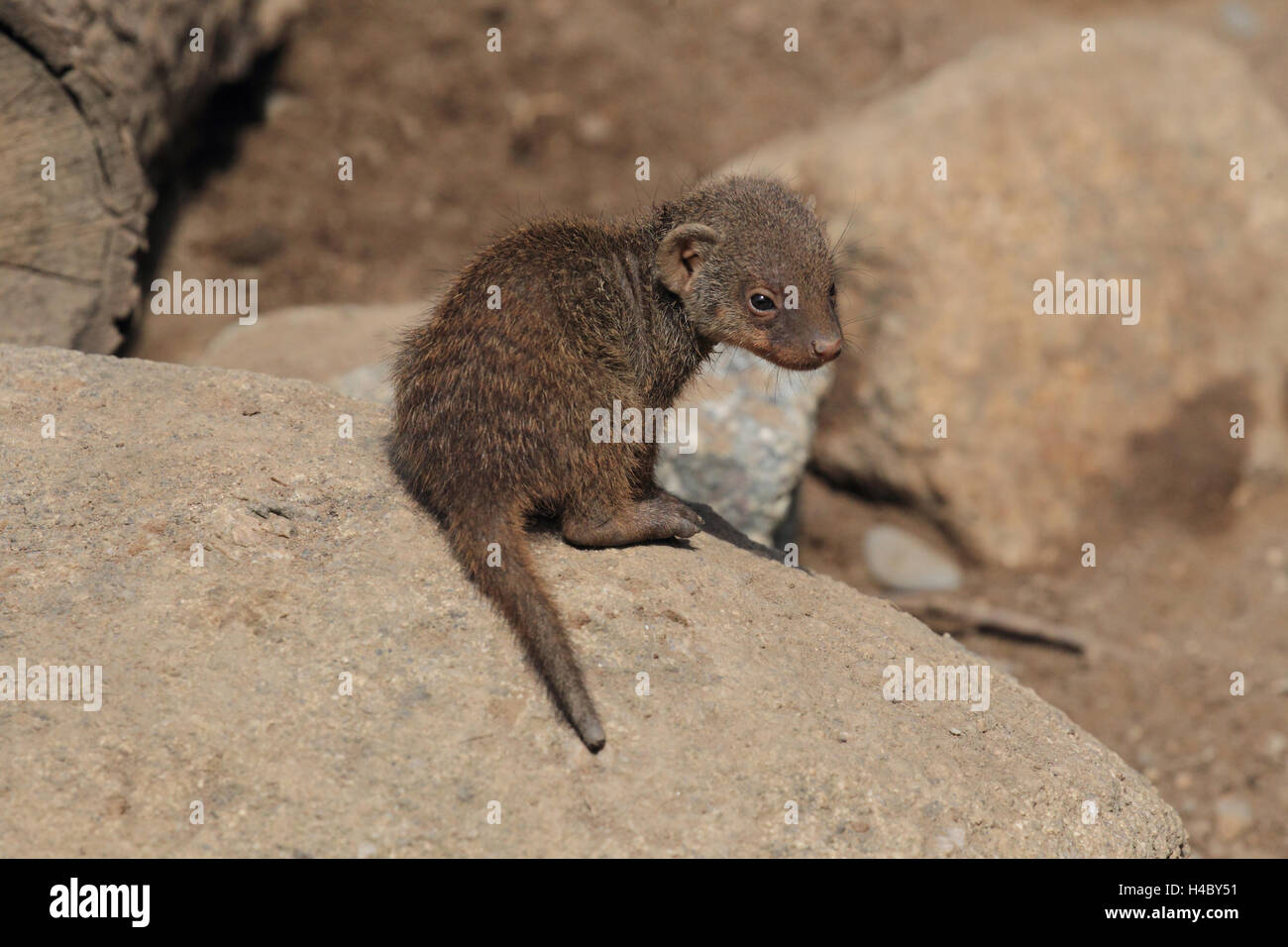 Banded mongoose young animal, Mungos mungo Stock Photo