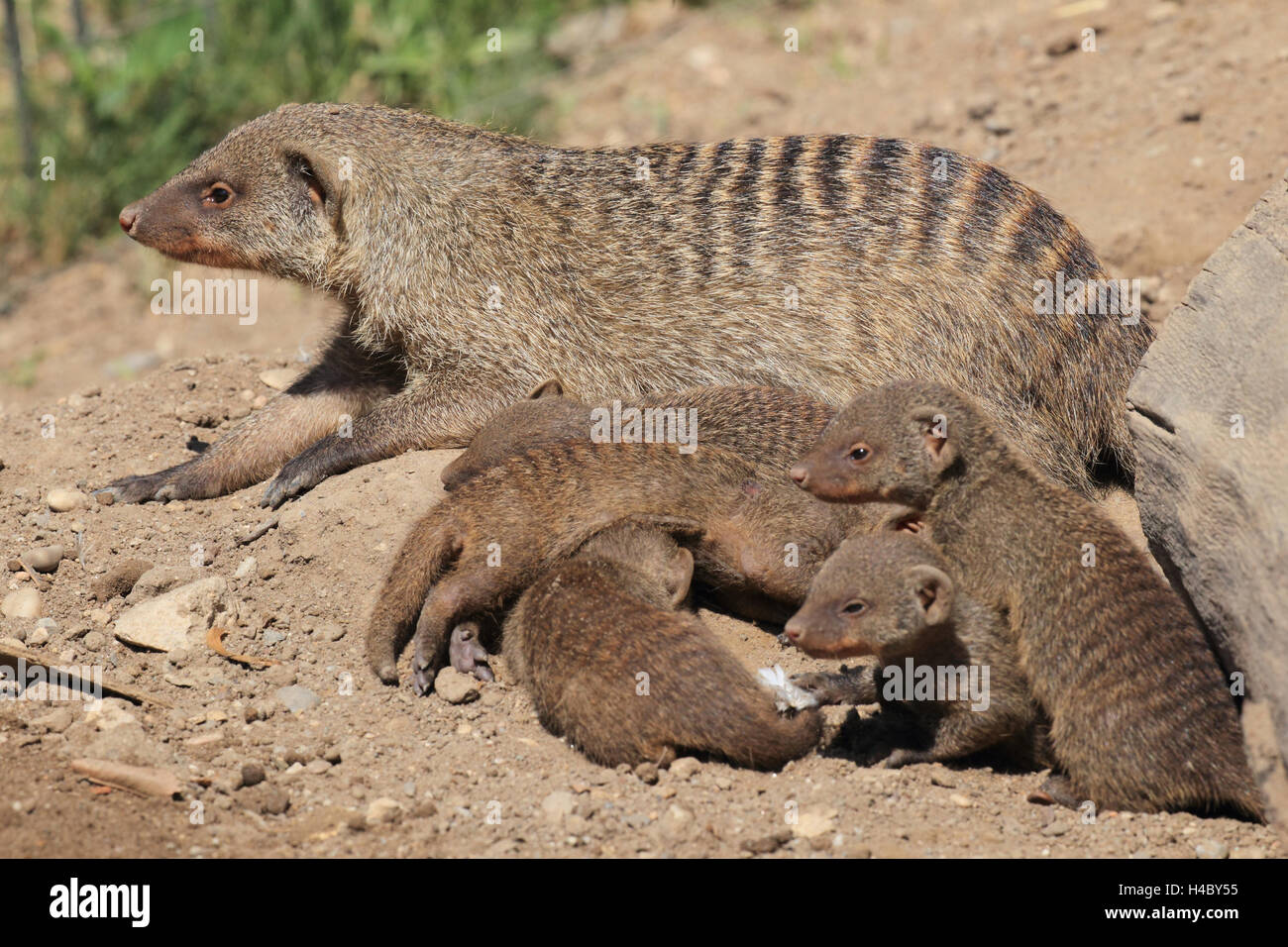 Banded mongoose with young animals, Mungos mungo Stock Photo