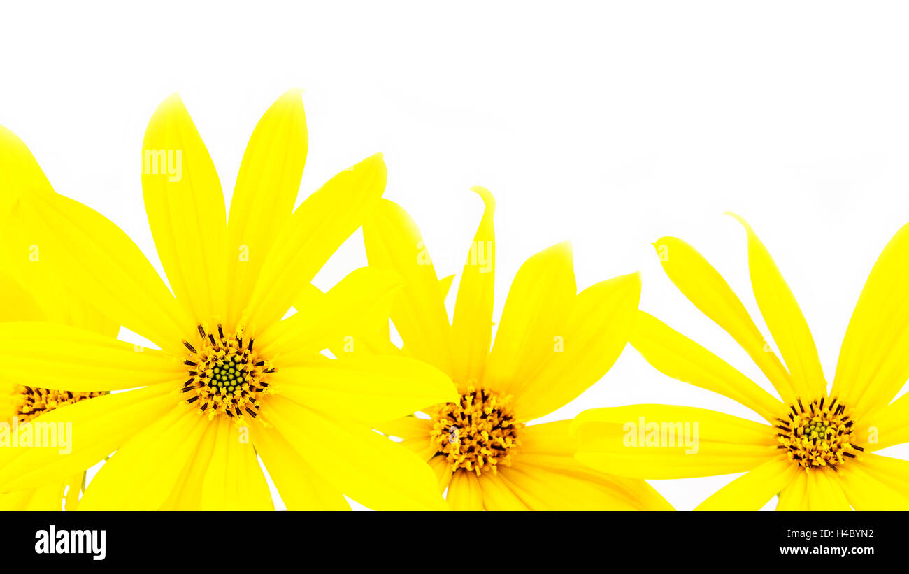 yellow flower with thin petals on light white background Stock Photo