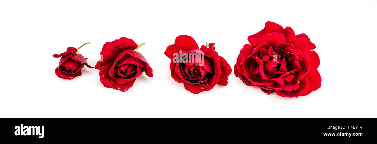 closeup of four different size red roses on white background with many ...