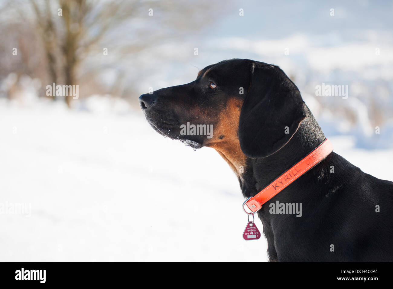 Gonczy Polski in the snow Stock Photo