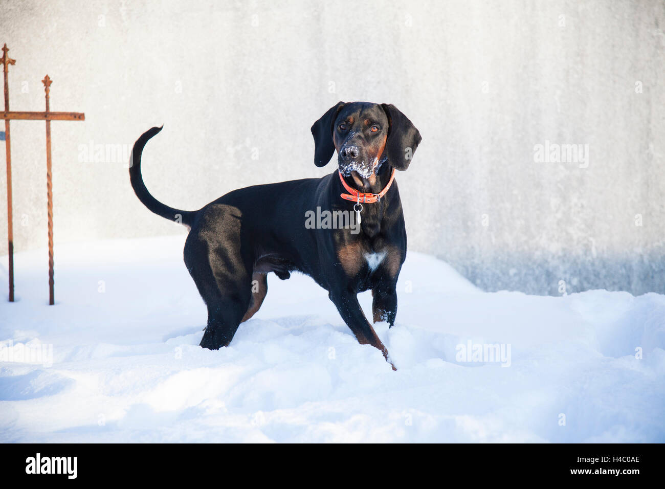 Gonczy Polski in the snow Stock Photo