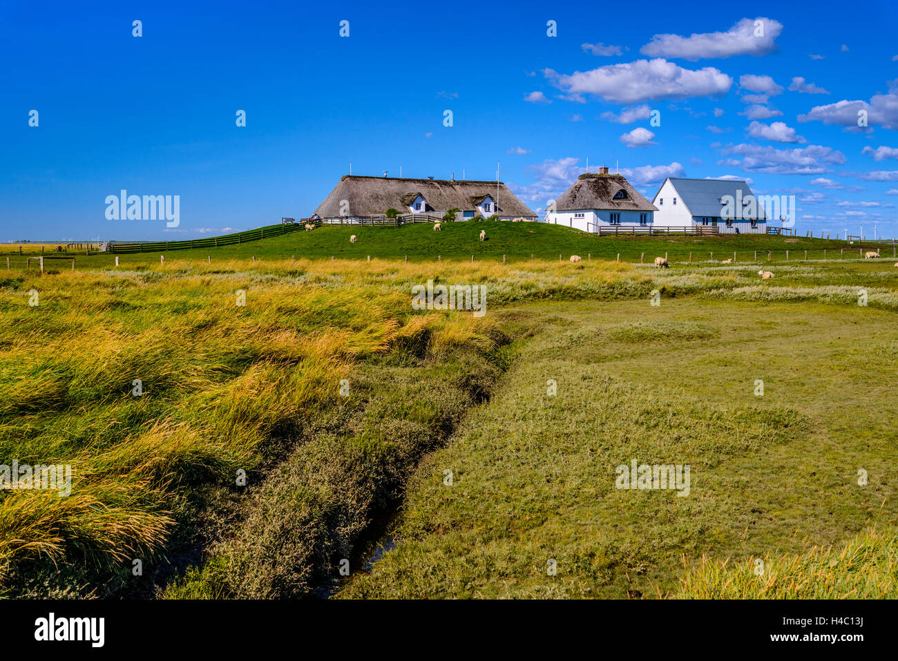 Germany, Schleswig-Holstein, North Frisia, Reußenköge, Hamburger Hallig, salt meadow, sheeps Stock Photo