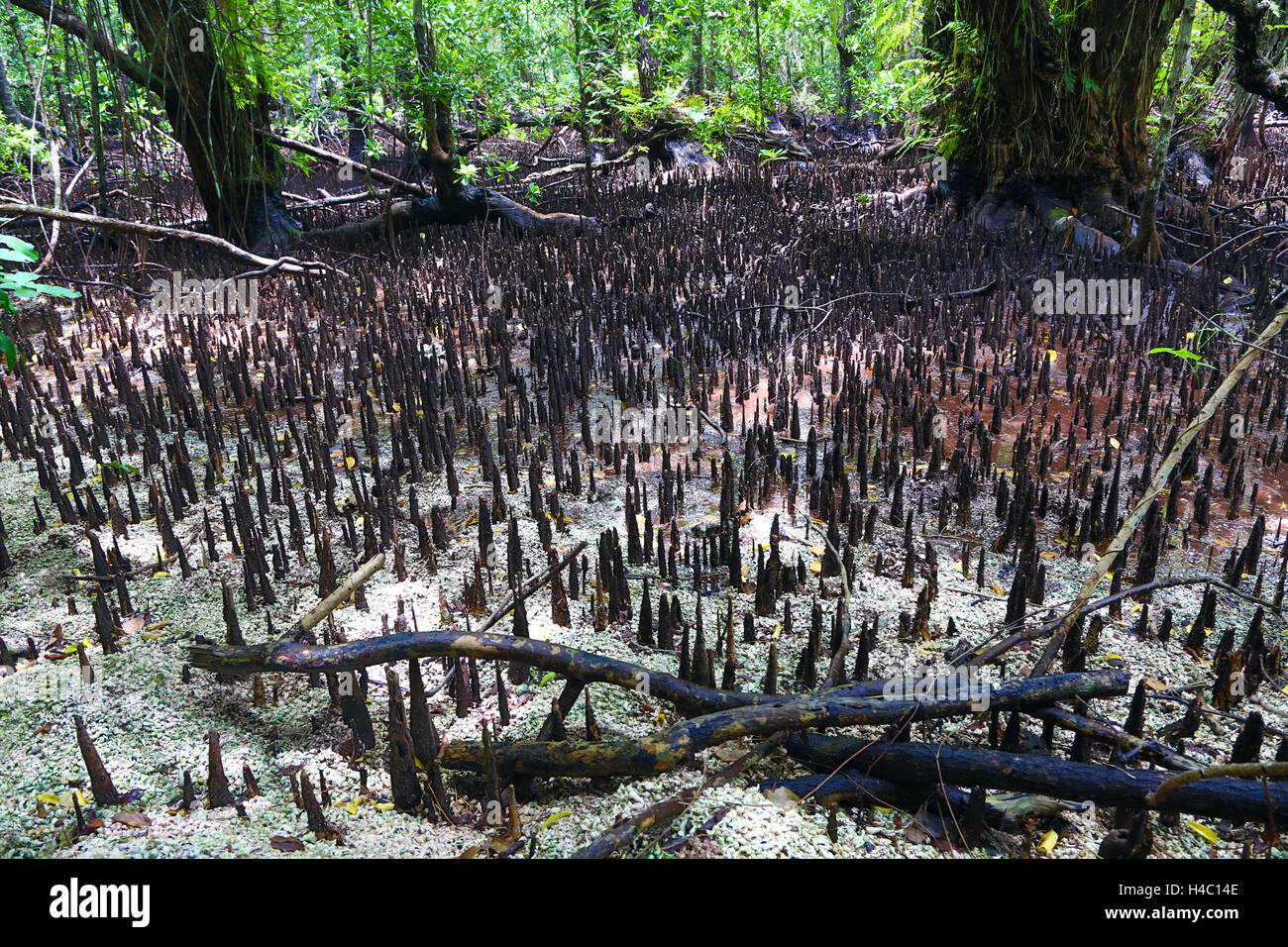 Mangrove Swamp, Carp Island, Republic of Palau, Micronesia, Pacific Ocean Stock Photo