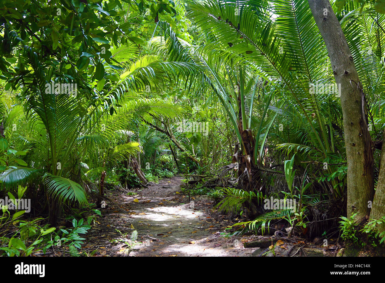 Forest path through tropical vegetation, Carp Island, Republic of Palau, Micronesia, Pacific Ocean Stock Photo