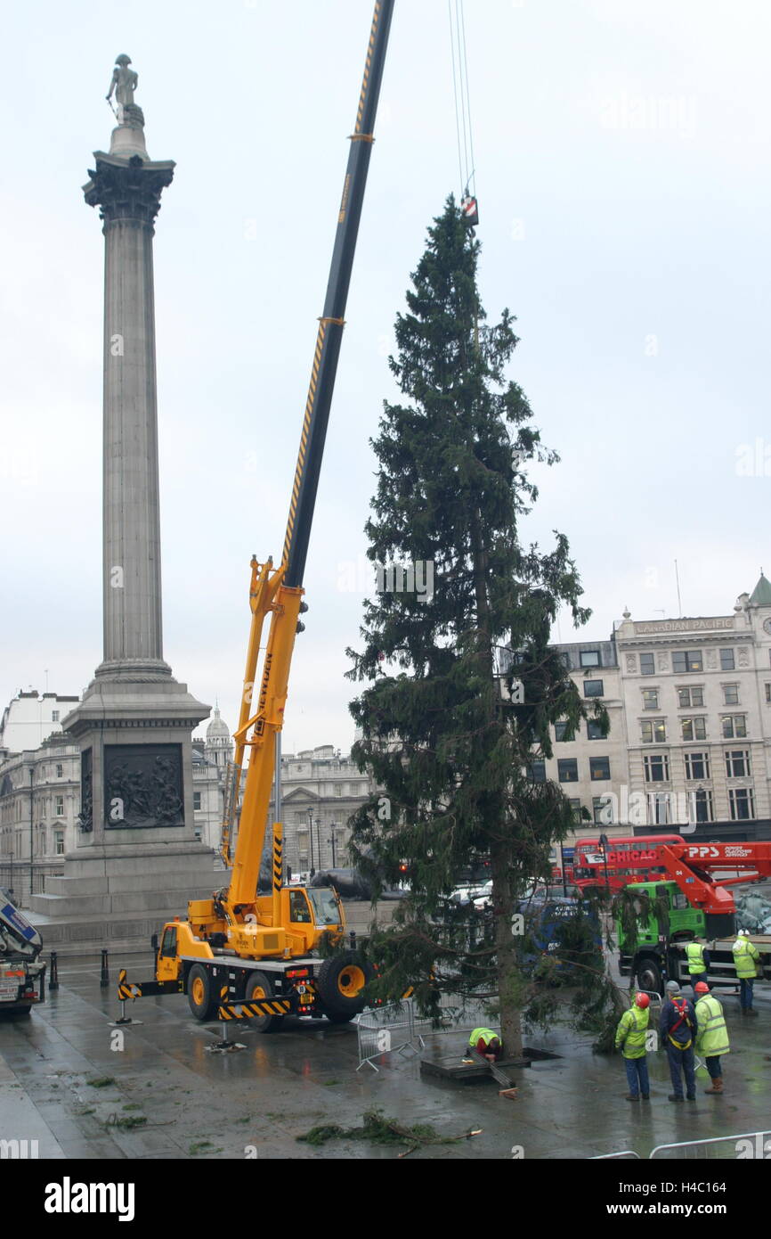 A mobile crane erects the traditional christmas tree in london s