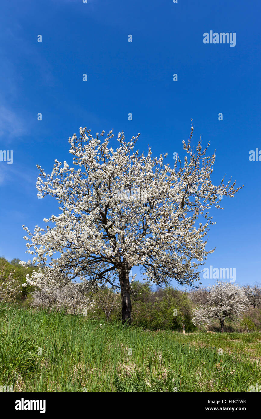 Cherry blossom at the foot of the Leitha Mountains between Donnerskirchen and Purbach, at the cherry blossom cycle track, Burgenland, Austria, Europe, Stock Photo