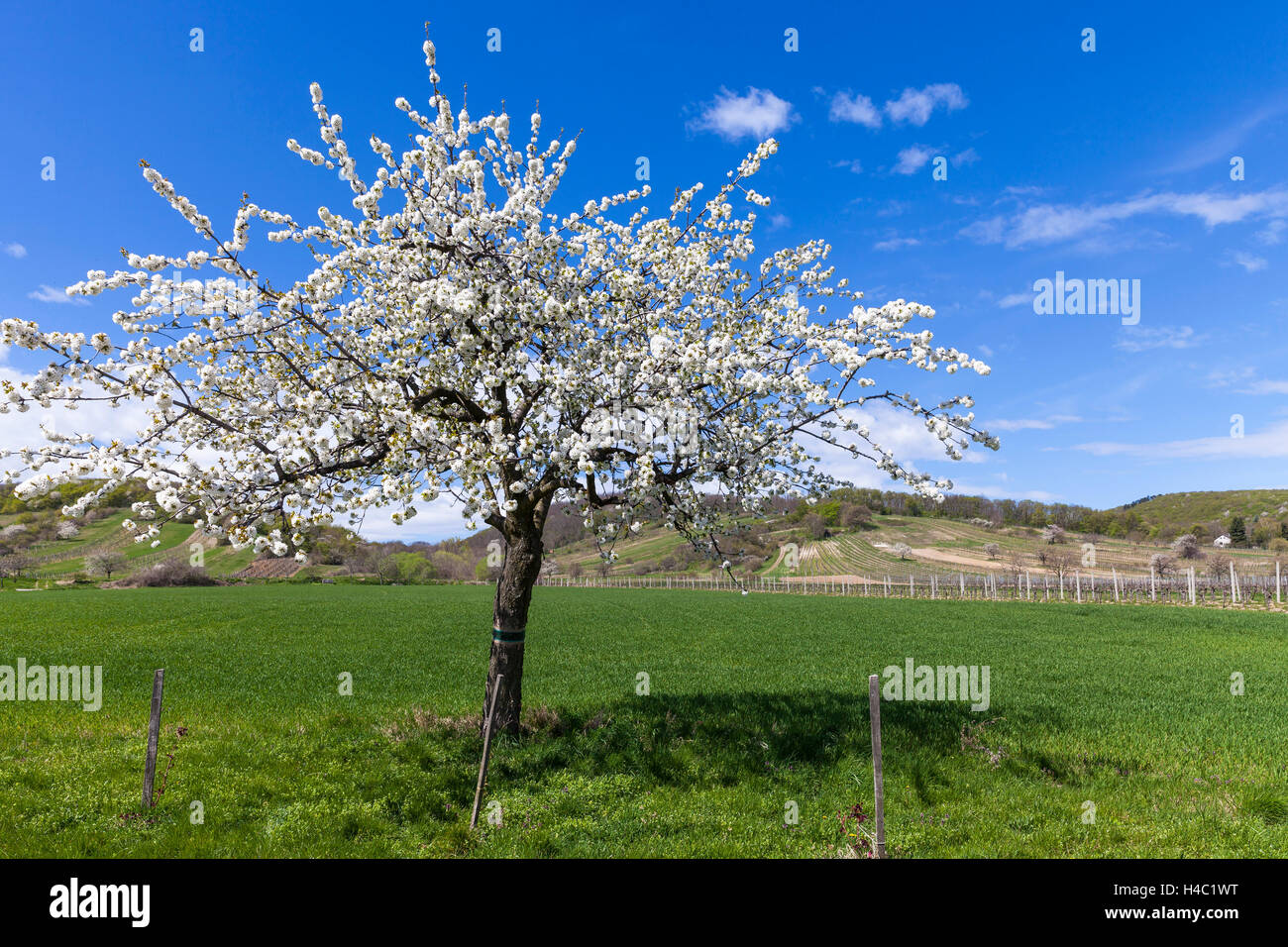 Cherry blossom at the foot of the Leitha Mountains between Donnerskirchen and Purbach, at the cherry blossom cycle track, Burgenland, Austria, Europe, Stock Photo