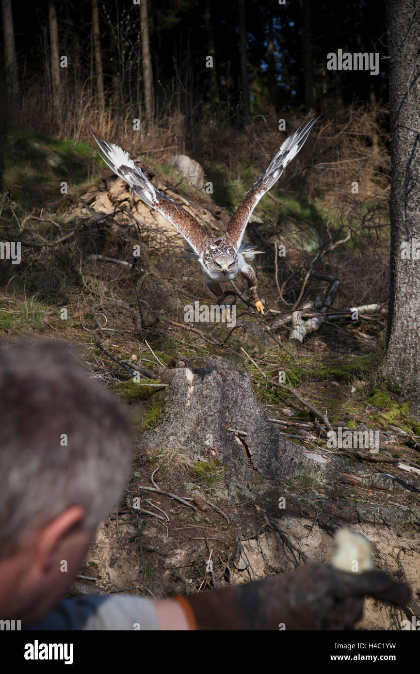Approaching Hawk Ferruginous hawk approaching on falconer's hand Stock Photo - Alamy