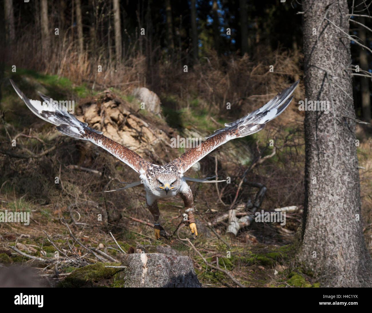 Ferruginous hawk approaching on falconer's hand Stock Photo