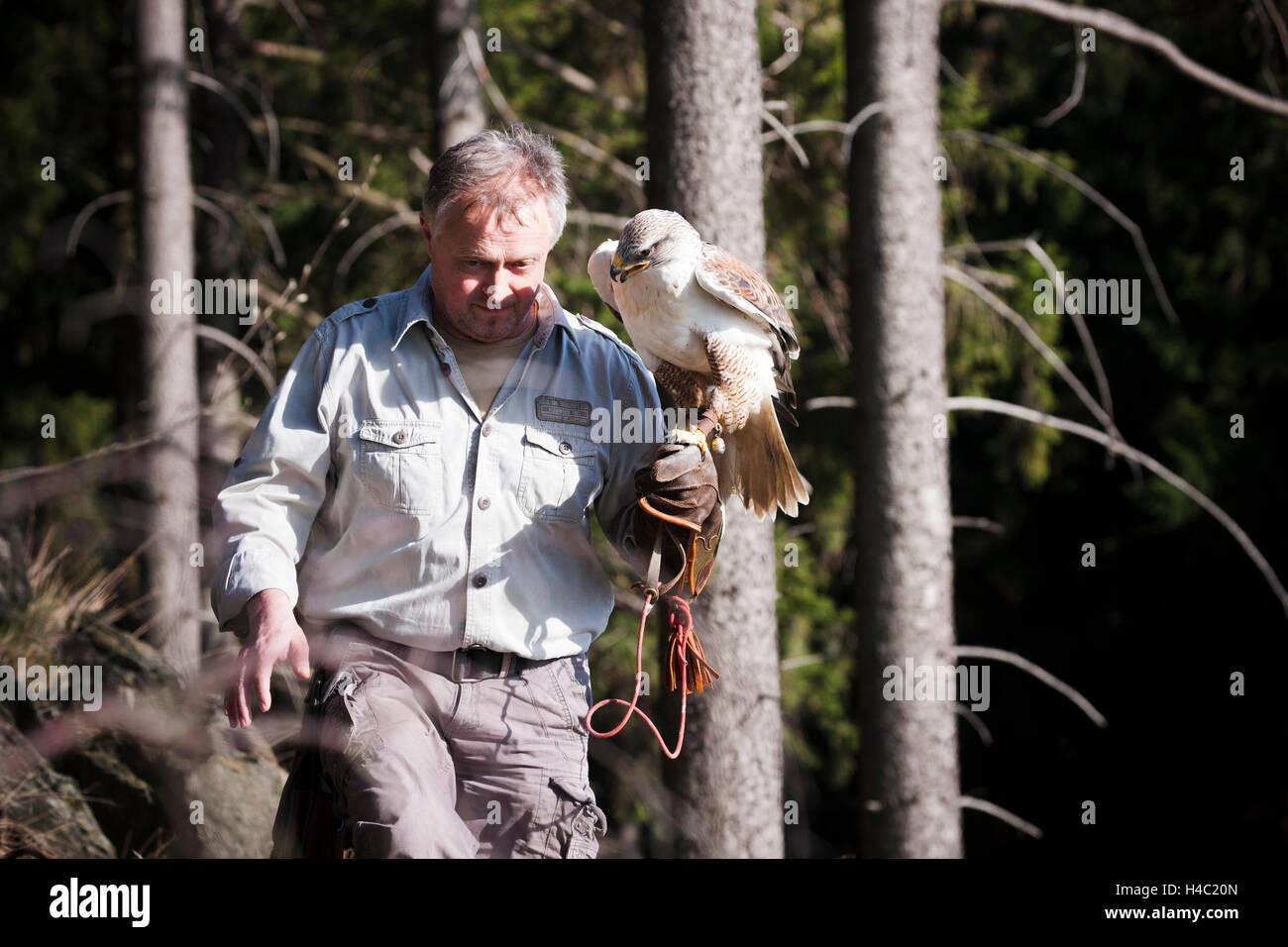 Falconer with ferruginous hawk on the hand in the forest Stock Photo