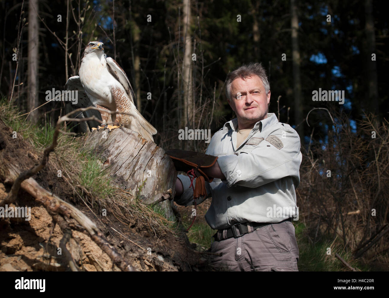 Falconer with ferruginous hawk in the forest Stock Photo