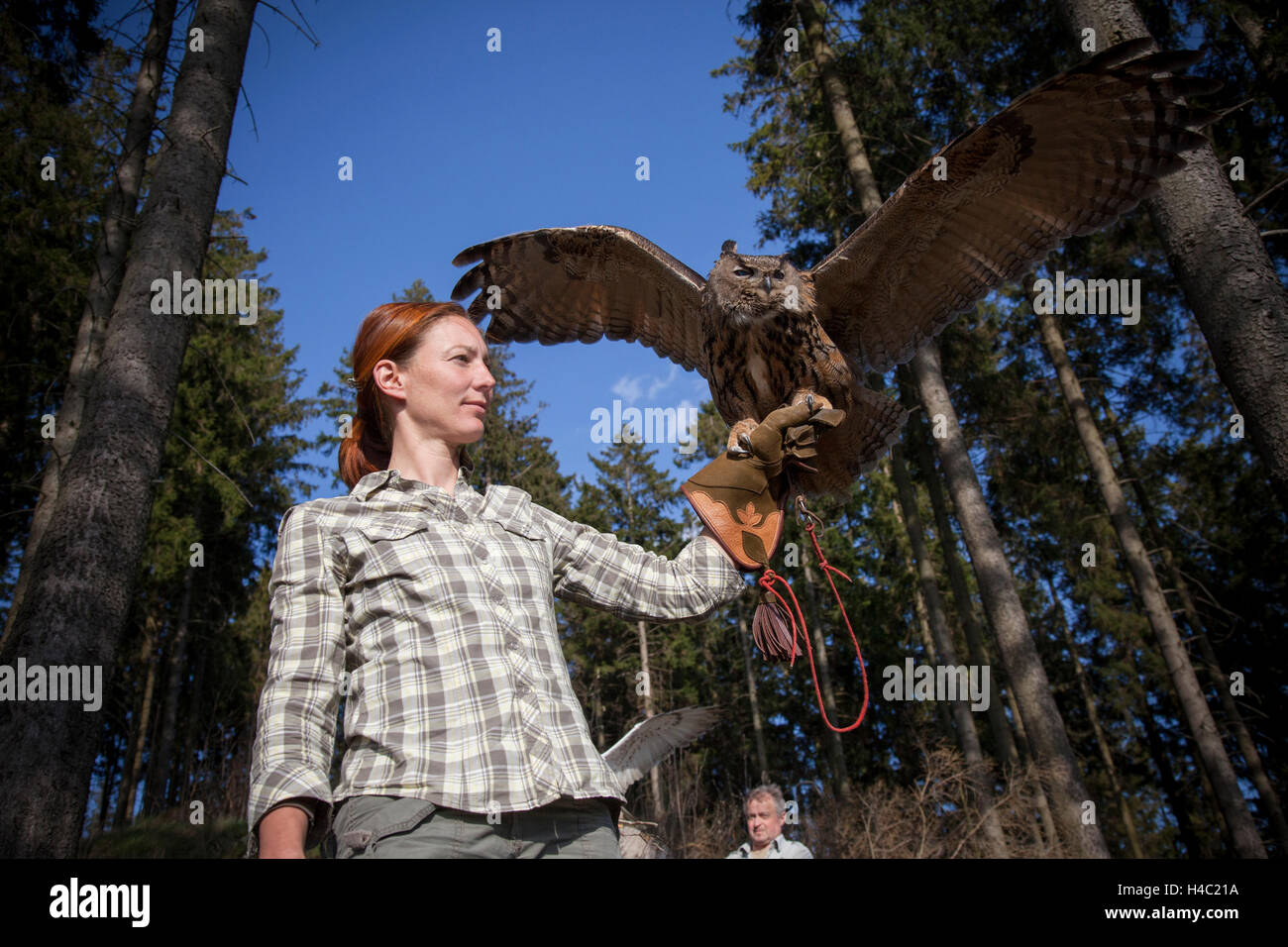 Falconer letting eagle owl fly Stock Photo