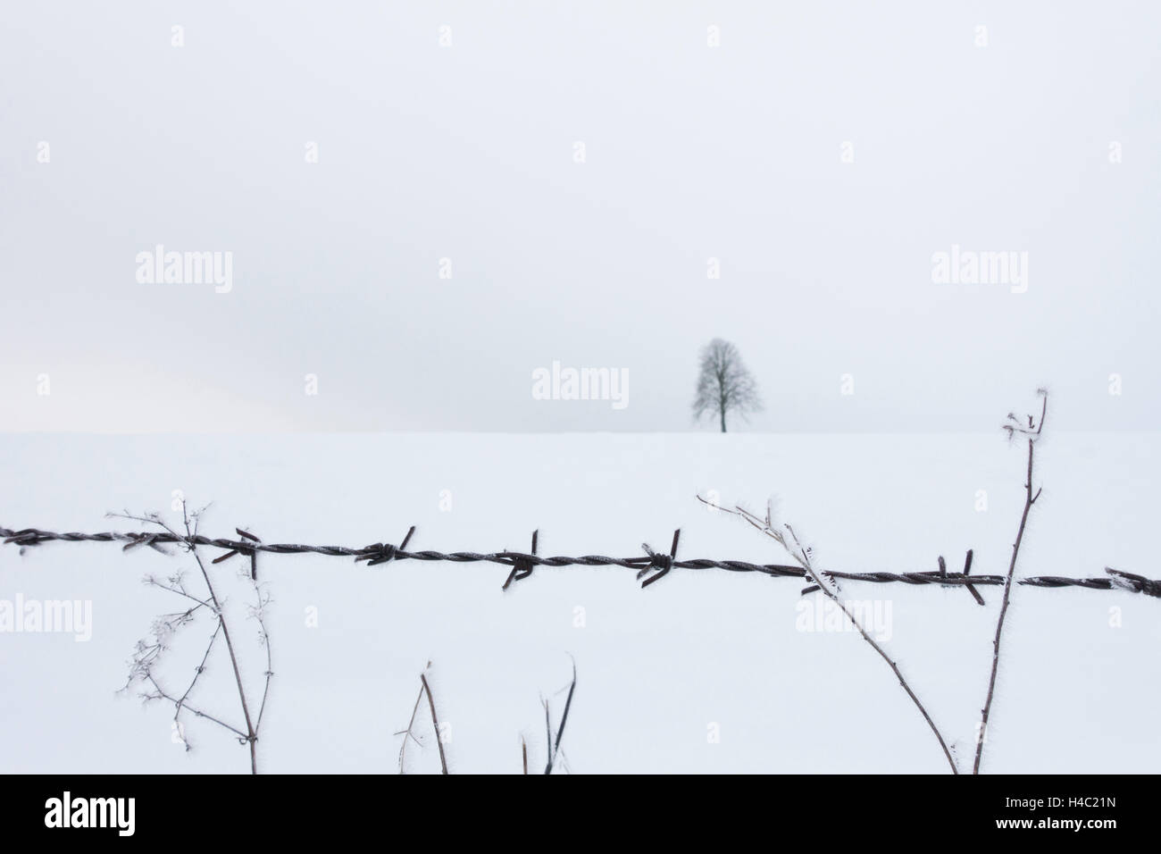 Snow scenery with tree and barbed wire Stock Photo