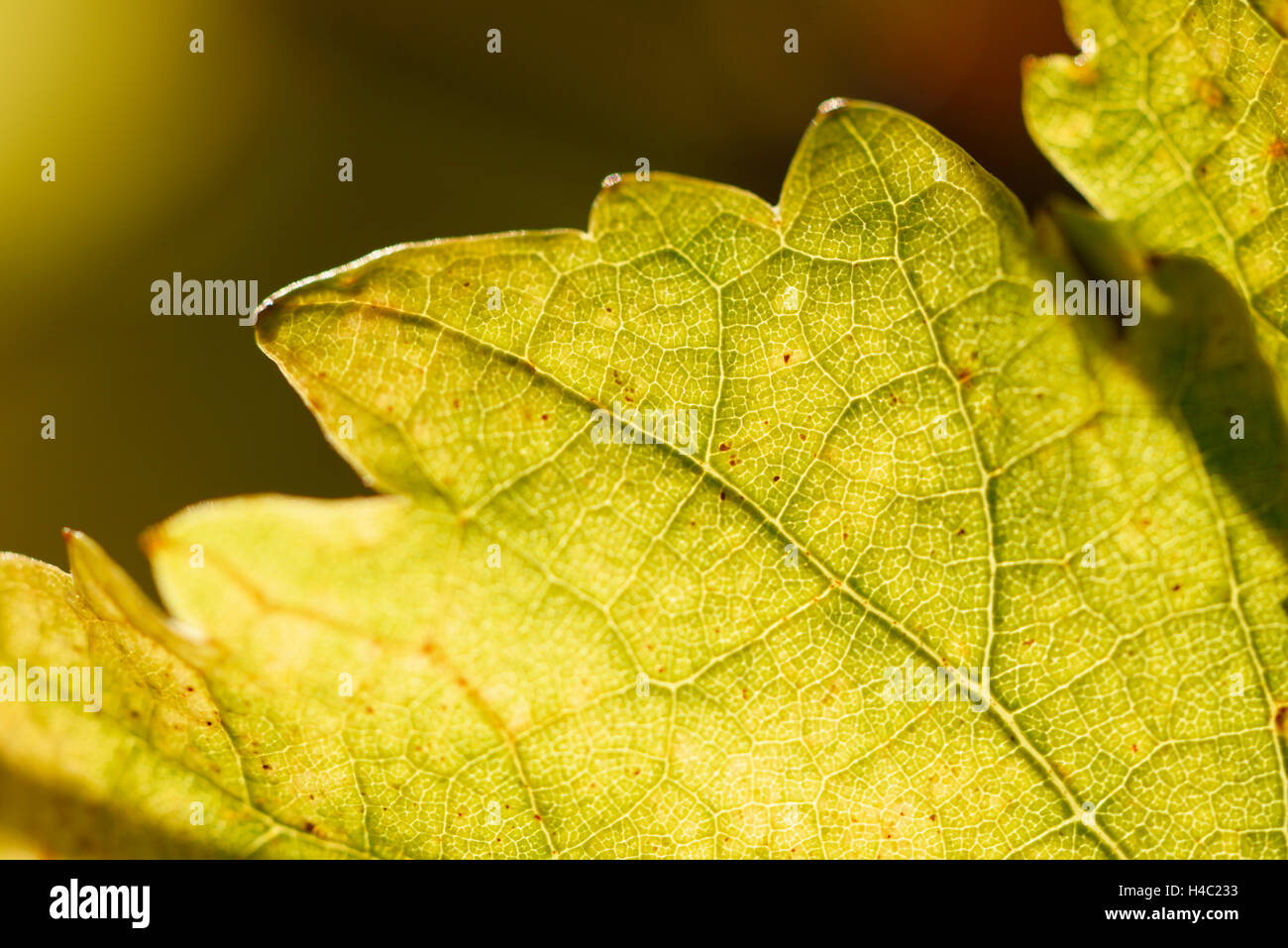 Common grape vine, Vitis vinifera, vineyard, leaves, back light, autumn Stock Photo