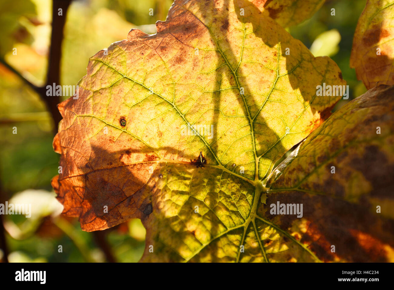 Common grape vine, Vitis vinifera, vineyard, leaves, back light, autumn Stock Photo