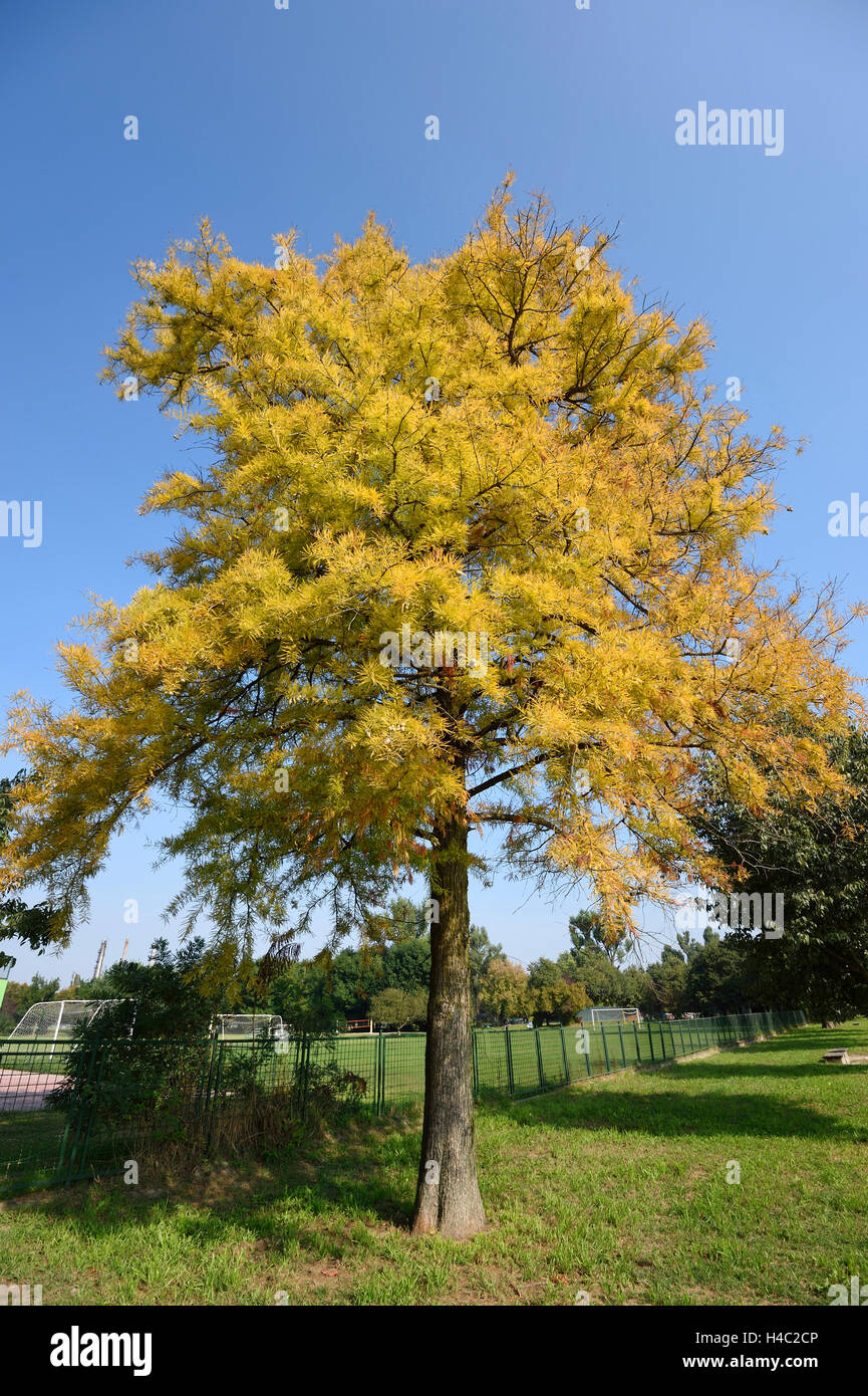 European larch, Larix decidua, tree, autumn Stock Photo