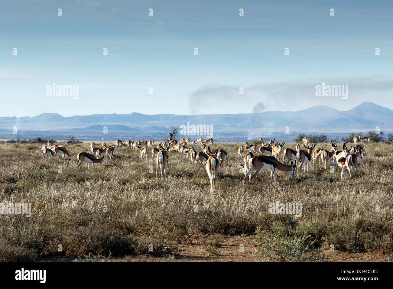 A field full of Springboks with burning valley in the background. Stock Photo
