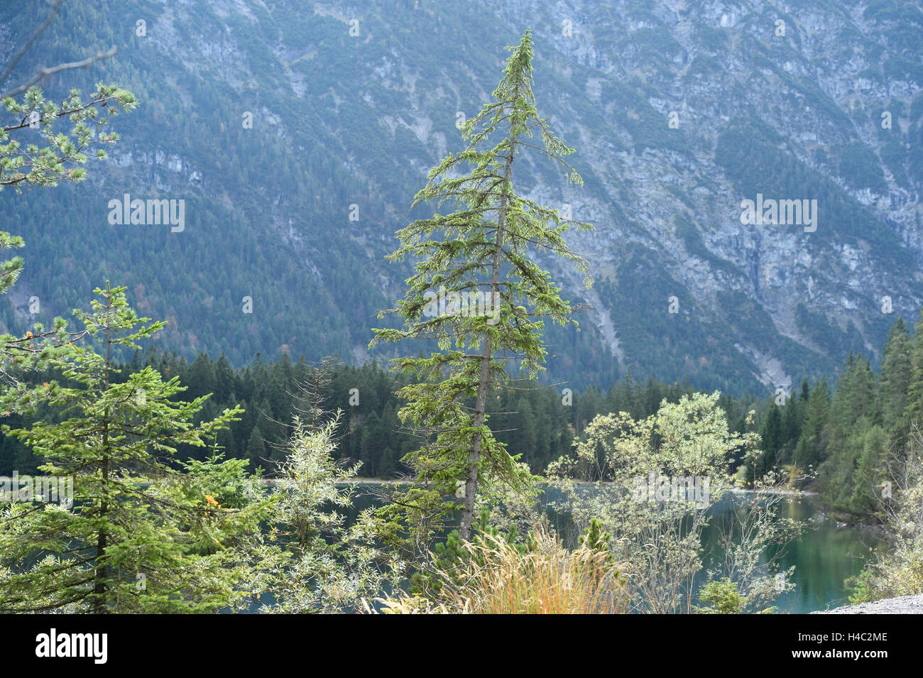 Landscape, common spruces, Picea abies, lake, waterside, clear Stock Photo