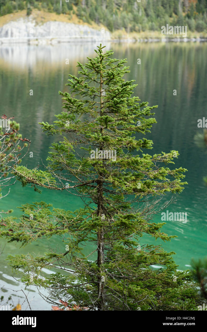 Landscape, common spruces, Picea abies, lake, waterside, clear Stock Photo